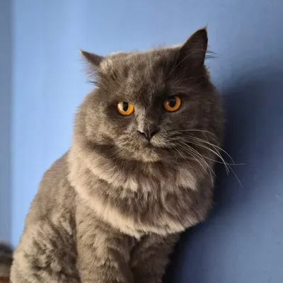 Zorro profile