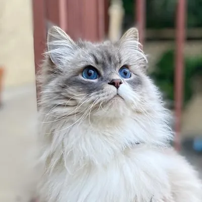 Zuko-chan profile