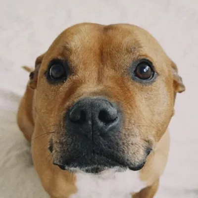 zulu the staffy profile