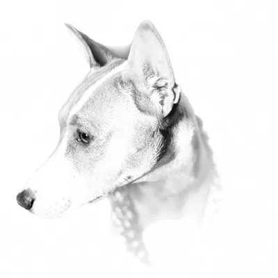 Zuri profile