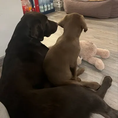 Dobby & Kreacher profile
