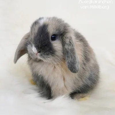 Liebevolle Hobbyzucht profile