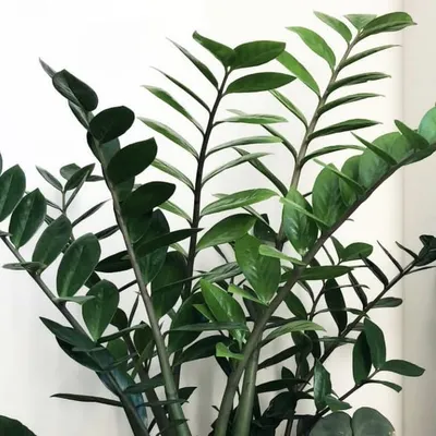 ZZ Botanical and Home profile